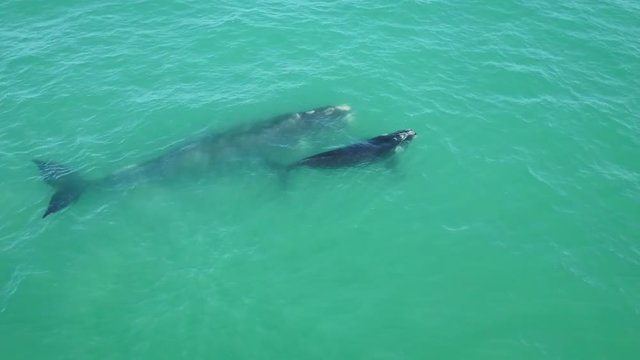 Drone footage of Jubarte Whales in a beach at the coast of Brazil.