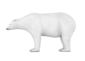 Polar Bear Isolated