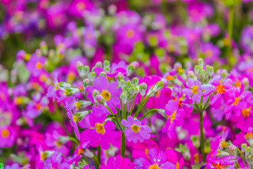 Obraz premium Beautiful sweet pink primula flowers covered with a morning frost background.