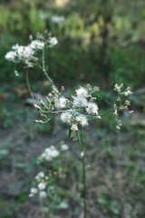 white flowers on a green background