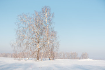 Birch forest in winter. Birch in the snow. Winter forest. Siberian forest.