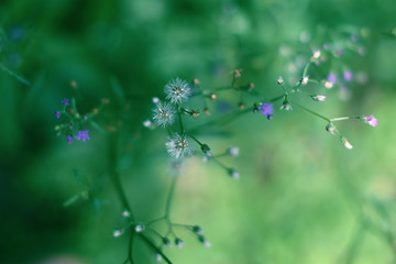 flowers in blue green background