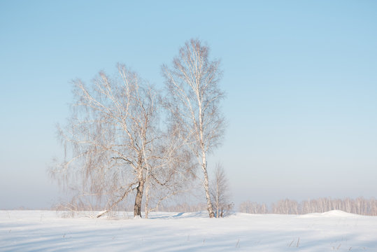 Birch forest in winter. Birch in the snow. Winter forest. Siberian forest.