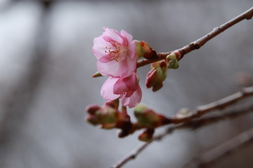 桜