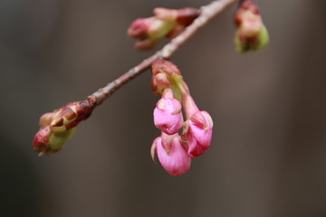 桜のつぼみ