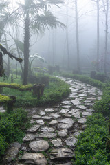 Wet path in the garden or forest with mist