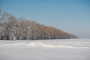 Winter forest. Field and forest under the snow. Winter in Siberia. Lots of snow in winter in the forest.