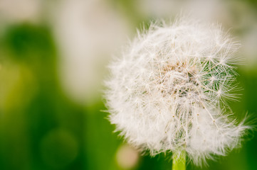Close up of singe dandelion flower. Toned.