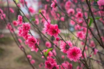 Fototapeta premium Peach flowers in the garden in blossoming time