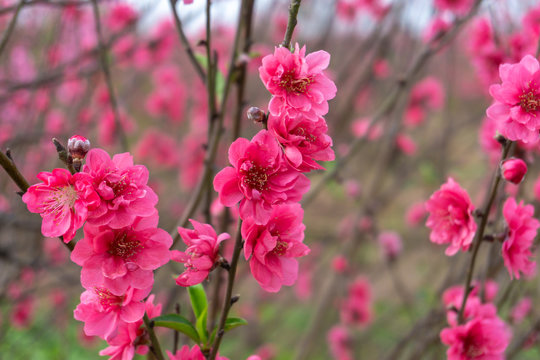 Hoa đào (cherry blossom): Hãy đắm chìm trong khung cảnh tuyệt đẹp của hoa đào xinh đẹp. Với những cánh hoa mỏng manh và hương thơm ngào ngạt, bức ảnh chắc chắn sẽ gợi lên trong bạn những cảm xúc tươi vui và nồng nàn.