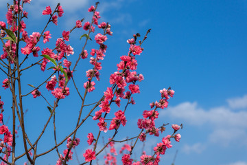 Peach flowers in the garden in blossoming time against blue sky and white clouds