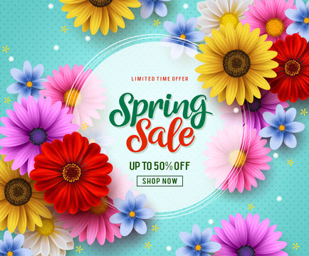 Spring sale vector banner template with colorful flowers elements like chrysanthemum and daisy in the background and spring season discount promotional text in white frame.