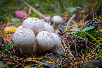 Forest mushrooms Lycoperdon perlatum in the grass close up. Gathering mushrooms. edible fungus puffball