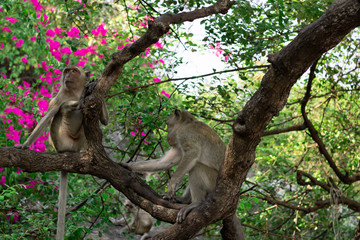 Wild Macaque on a tree in Prachuap Kiri Khan