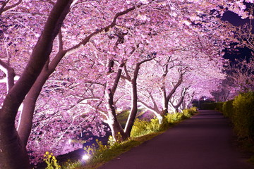  Night sakura(Cherryblossom) with lights, Minami Izu, Izu Penisula, Shizuoka, Japan