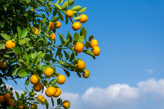 Vibrant orange citrus fruits on a Kumquat tree against blue sky