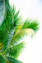 Naklejka na ściany i meble Detail of coconut trees with soft light background or vintage style.