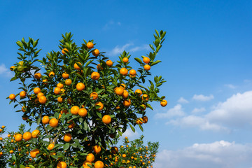 Fototapeta na wymiar Vibrant orange citrus fruits on a Kumquat tree against blue sky