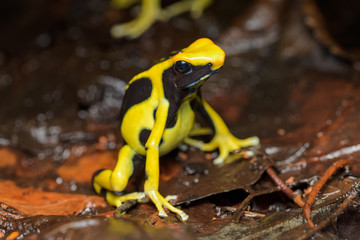 Dyeing poison dart frog in the jungle