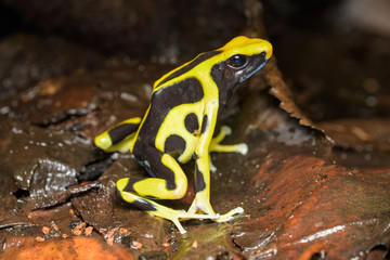 Dyeing poison dart frog in the jungle