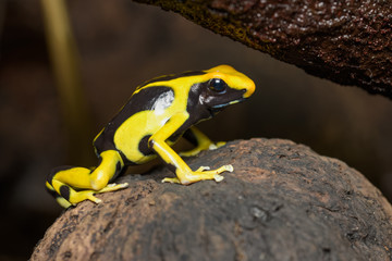 Dyeing poison dart frog in the jungle