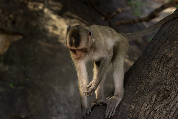 Wild Macaque on a rock in a national park