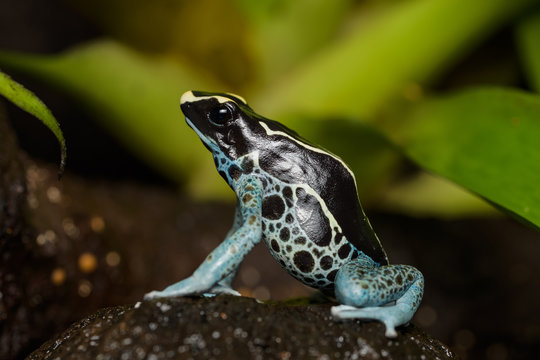 Dyeing poison dart frog in the jungle