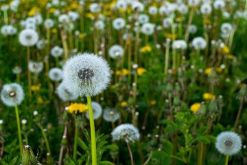 dandelion on the field close-up. medicinal Taraxacum officinale flower on blurred green background