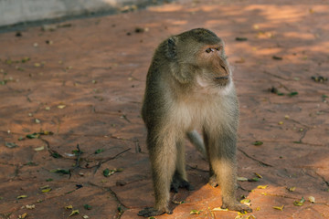 Wild Macaque on the road in Prachuap Kiri Khan