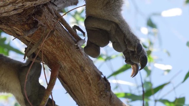 Close up shot of a koala's hind paw, limp, as it relaxes up a tree
