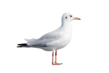 Single seagull isolated on white background