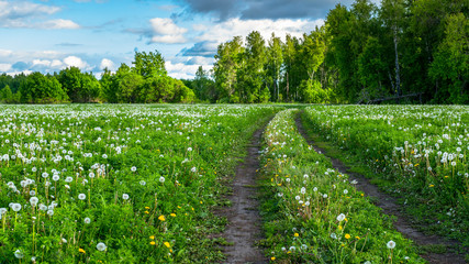field of yellow and white dandelions on the background of the forest. Forest road along the blooming field with blowballs. medicinal plant Taraxacum officinale © Andrei
