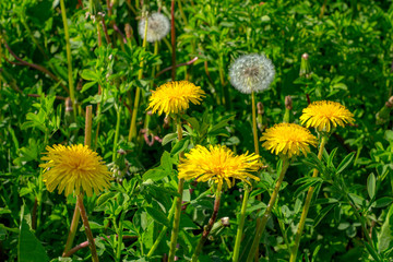 yellow dandelion on the field close-up. medicinal Taraxacum officinale flower on blurred green background. blowball on the field in the green grass