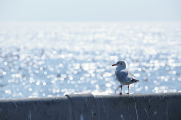 Seagull standing on the bridge near the sea.