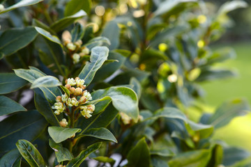herb plant , Bay leaf blossom in nature