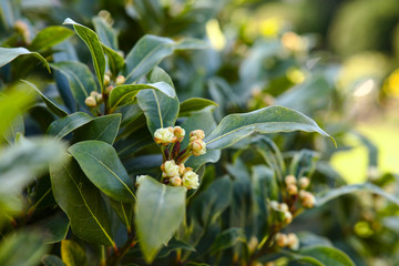 Obraz premium Fresh bay leaves with blossom herbal plant