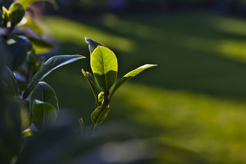 green leaves of Bay leaf tree plant in spring at garden yard