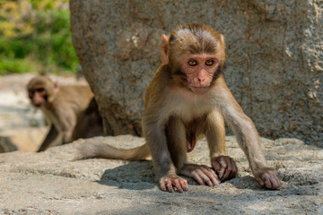 Cute baby macaque in the jungle sitting on a stone. Vietnam, Monkey island. Monkeys in the natural environment