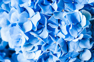 Extreme close up of blue hydrangea flowers