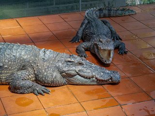 Male alligator lies with an open mouth in the zoo. Face of a huge crocodile close-up
