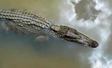 Single crocodile floating in water. The male alligator is swimming in muddy water closeup