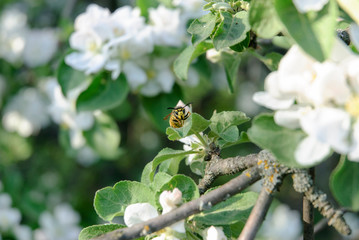 A blooming branch of apple tree in spring
