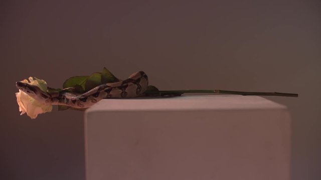 Snake with white rose. Shot in studio, Super slow motion