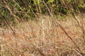 grass in the field