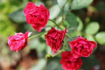 Rose flower 