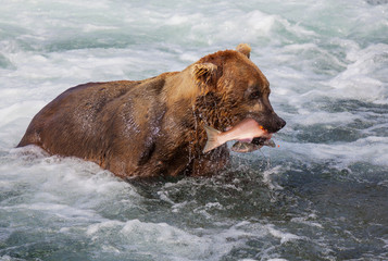 Bear on Alaska