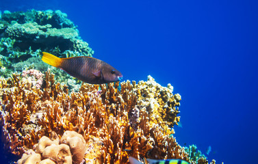 Coral reef