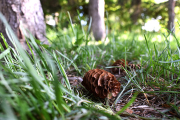 Pine cones on the ground