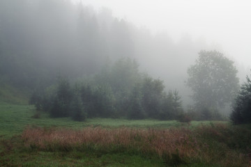 misty morning in a forest glade