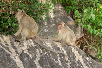 Two wild macaque on a rock under a tree in a national park